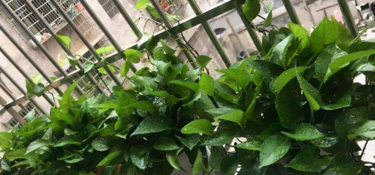 分享2个冬天扦插的小方法,10种花现在扦插正当时,生根快又壮