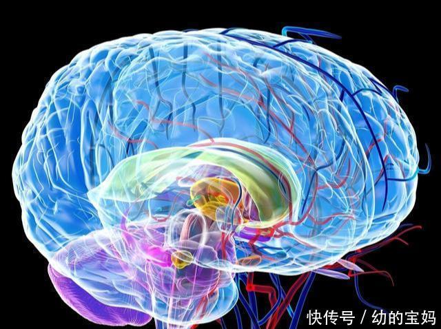 0~3岁是宝宝大脑发育黄金期，经常吃8种益智食物，娃越吃越聪明