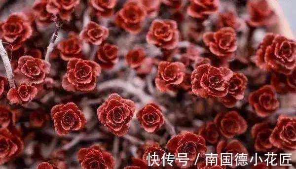 龙血景天,名字很霸气,实则是小清新的多肉植物小球玫瑰