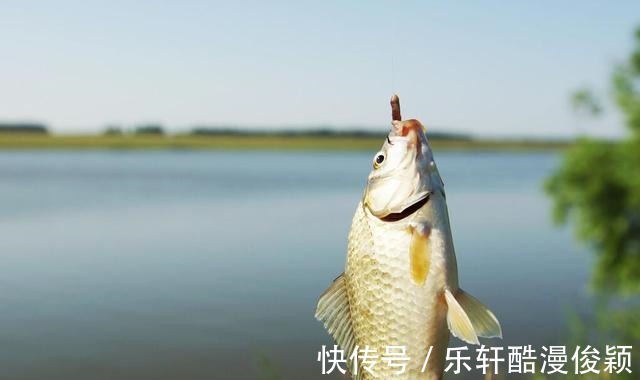 冬季钓鲫鱼,钓深还是钓浅钓远还是钓近看看我怎么说