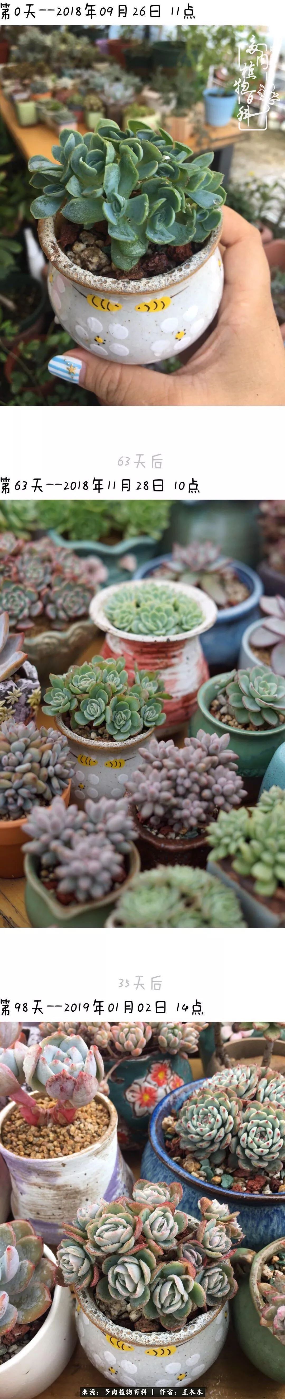 爱上多肉的第三个年头回看励志对比图，感悟岁月静好！