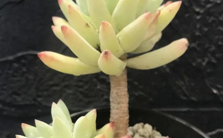 不养一盆树冰你就不知道多肉有多美,掌握4个方法,天冷就变美