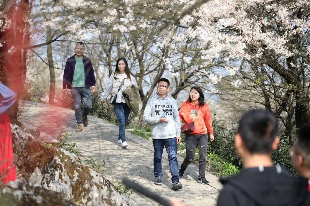 老年|云龟山万亩野樱花怒放，简直美到犯规！