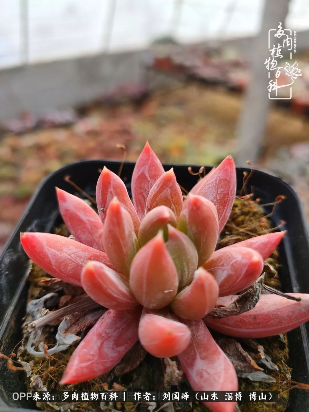 贵的不一定是对的，你的多肉究竟值多少钱附冬季养护攻略！