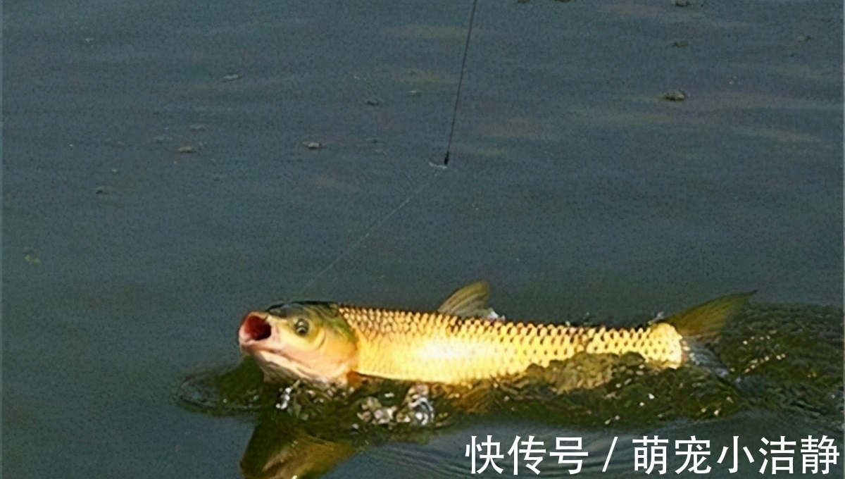 这两种钓法专门钓草鱼,不怎么费力,草鱼很容易就上钩了