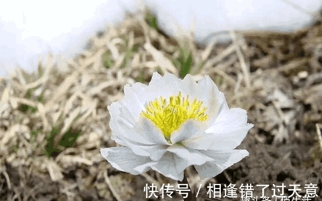 第一次养花,就养一盆“名贵之花”雪莲,花型奇特,富贵雍容