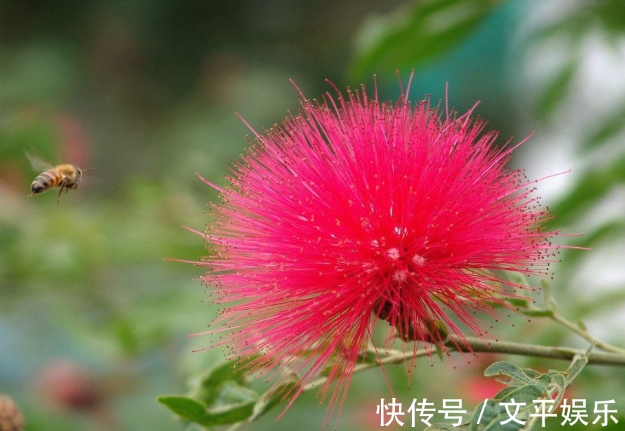 神经衰弱|一味中药，让你不生气、不焦虑、不悲伤、不抑郁，你值得拥有！