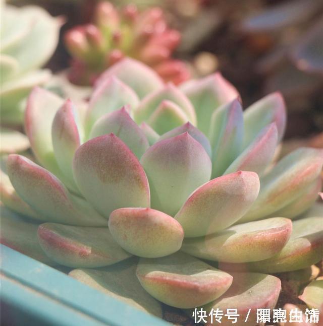 多肉|如果你家里还有空盆,不妨养几盆月影系多肉,皮实,好养,上色快