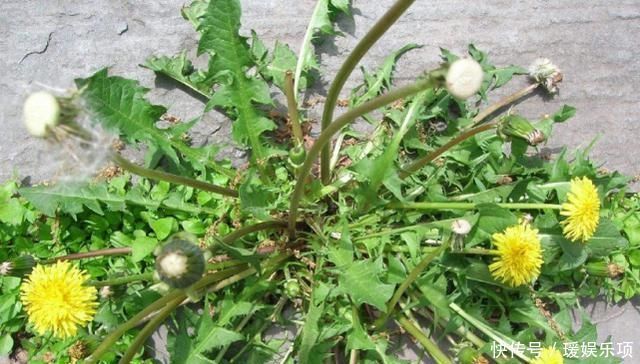 春天蒲公英泡水喝,用叶还是用根很多人或泡错了,今天1次说清