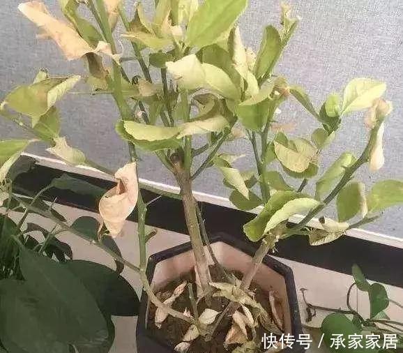 夏天养花用“它”来浇灌,等于浇“砒霜”,花草一盆接一盆枯萎