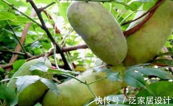 活血|农村一种野瓜太强大，清热利湿，活血通脉，跌打损伤，了解下