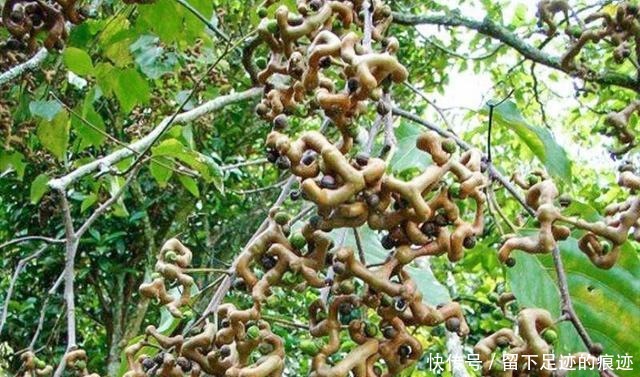 李时珍说它“去膈上热，润五脏”，长在路边无人识，可惜了