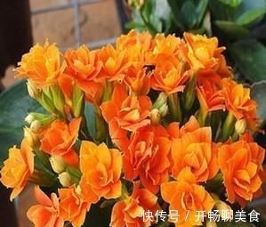 长寿花开花越来越少?2个方法催催它,蹭蹭冒出满枝花!