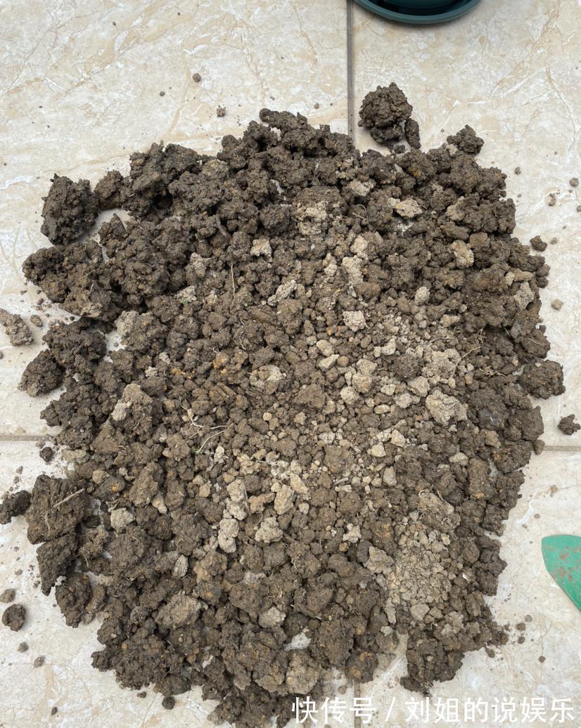 养分|养花的“旧土”别浪费，3步巧加工，又“肥的流油”，养花一级棒
