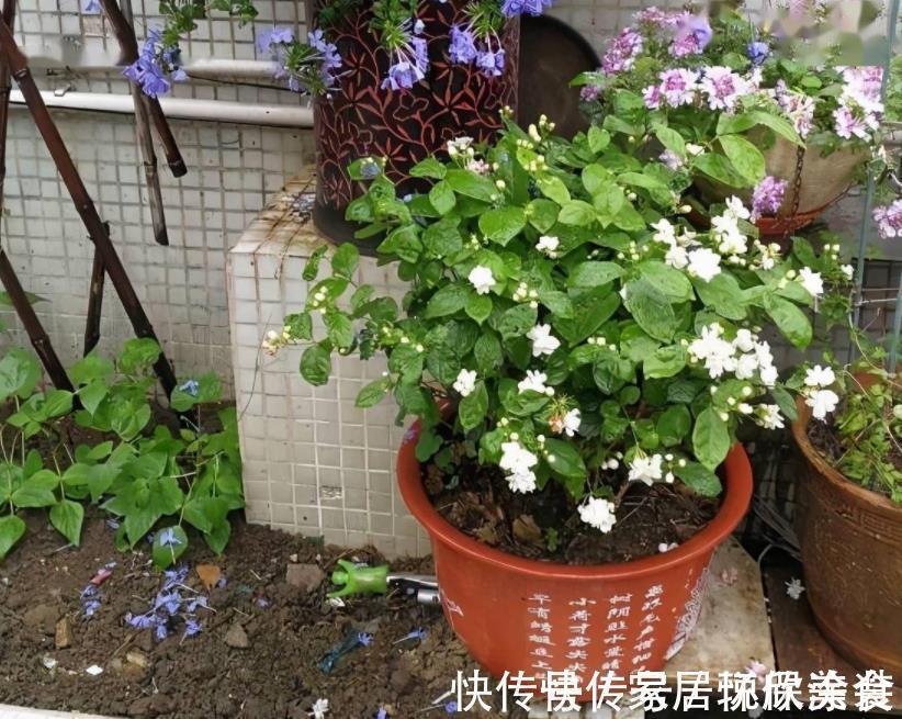 自来水|茉莉花，天生就是“醋坛子”！夏季1个月浇3次，叶不黄开花旺