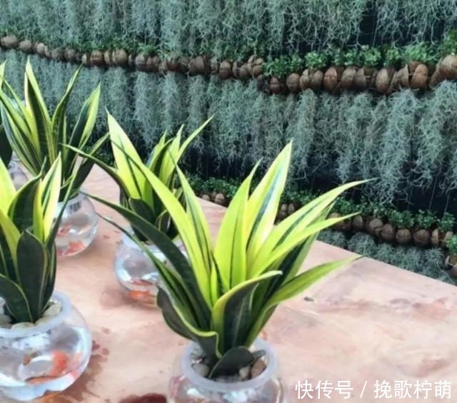 虎皮兰长得慢,这种东西每月用1次,叶子又高又亮,蹭蹭爆崽!