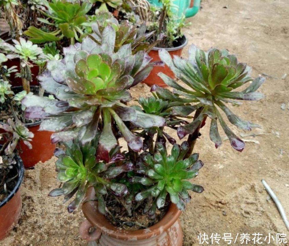 多头|养多肉黑法师,在枝头部位切一刀,爆出更多大“花头”