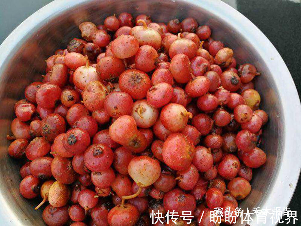 阴历|埋在土里的“石榴”,过去农村娃当糖吃,如今15元一斤,别错过