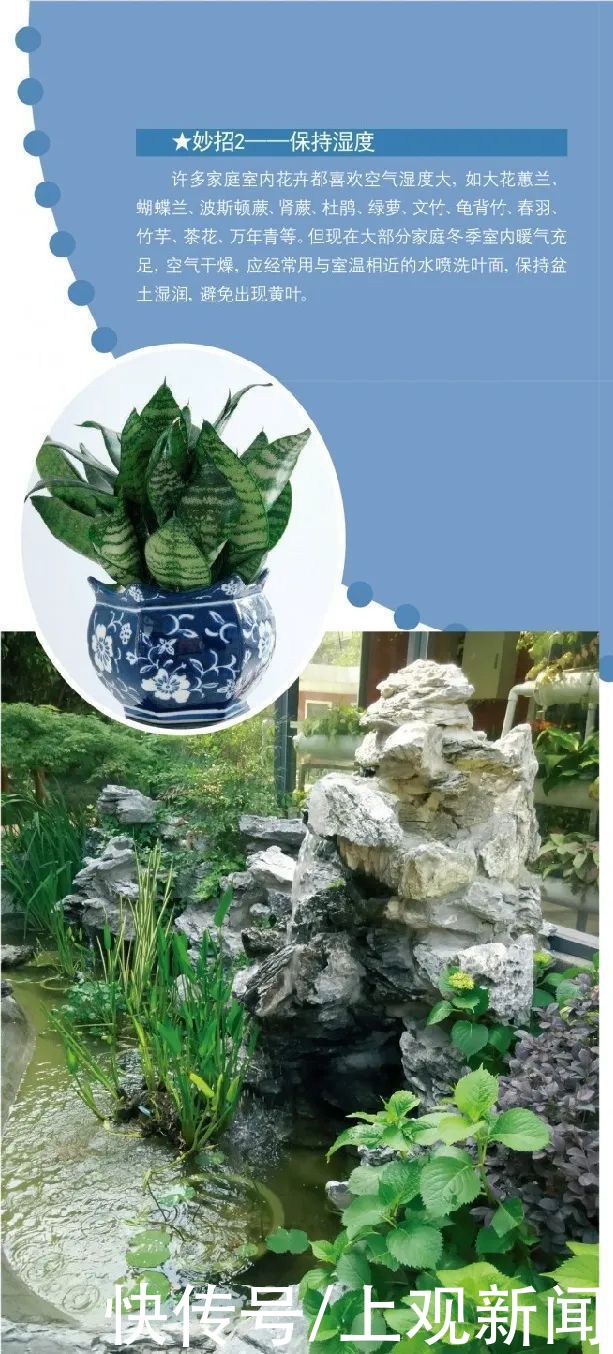  收下|冬天越来越近，家中花花草草怎么养护？请收下这份攻略