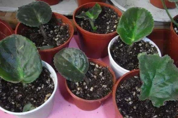 养花真的不要钱,这3种花摘片叶子放土里,生根就是小盆栽