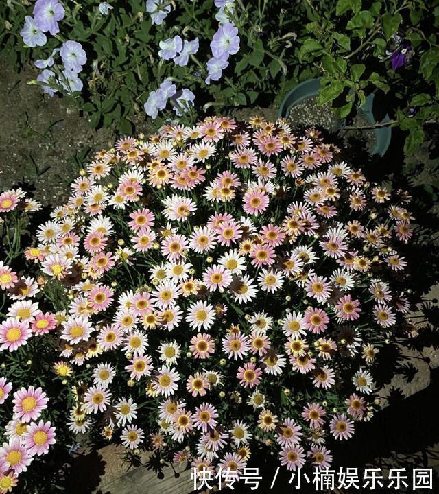 玛格丽特|4种花“趁早”剪,把枝条、叶子全剪了,长得密、开花早