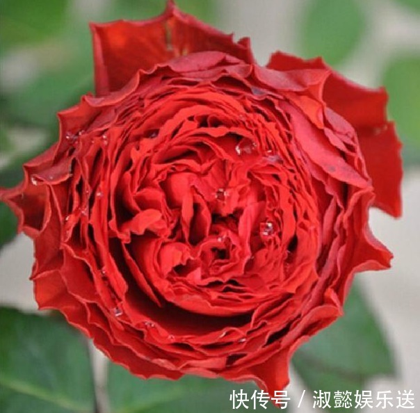 月季|喜欢菊花，不如养盆“珍稀玫瑰”皇家胭脂，草莓香味，花色艳丽