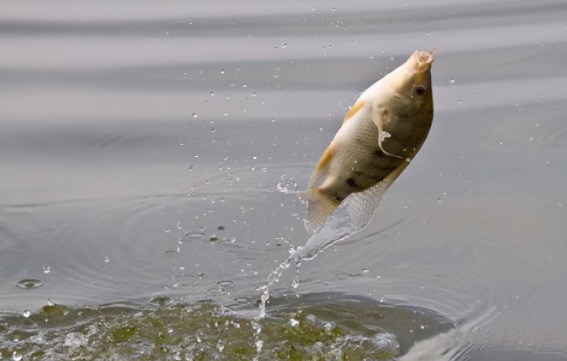 冬季钓鱼线组搭配心得，易上手零失败，快来学学