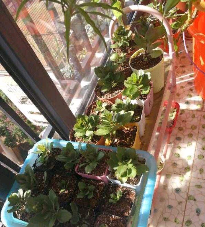 长寿花黄叶子怎么办？两个方法，叶墨绿花开得很灿烂