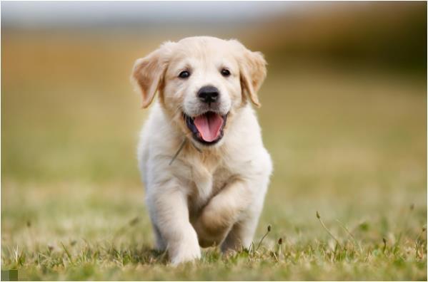 生肖狗|“狗狗狗”人生苦短,生命无常,1970年生肖狗后半辈子都是天意