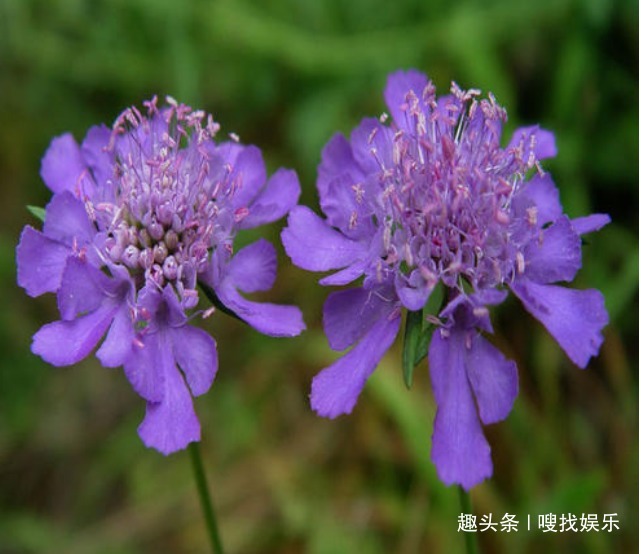 花色|此花花姿优美，紫色的花色呈现出梦幻色彩，寓意为不能实现的爱情