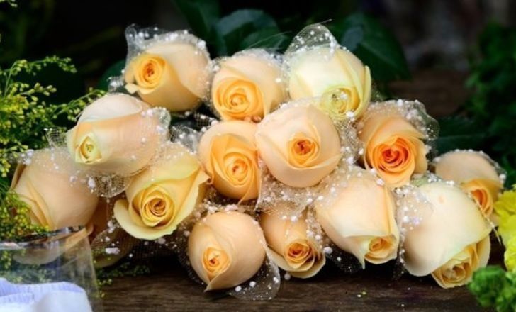 香槟玫瑰|6月11日开始,养花试试这几款,阳台开出花海,花开香飘溢满屋