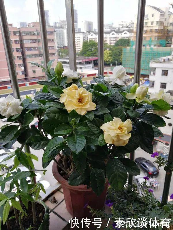 栀子花最怕它,碰上就没救,再上心都养不活!