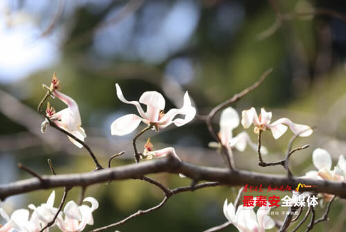 春意盎然风景好 玉兰花开正当时