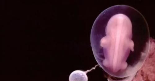 胚胎|怀孕1~10个月,胎儿发育变化全过程!想“修炼成人”还得过四关