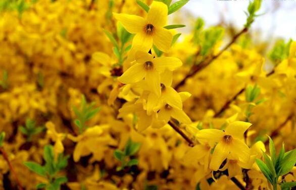 想养花不妨养“它”,不但开花一串,还有巧克力香味,好闻极了