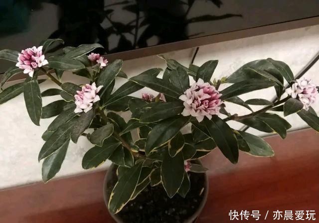 如何给屋里“添香”，3种植物随便选一种就可以，出门身上带香气