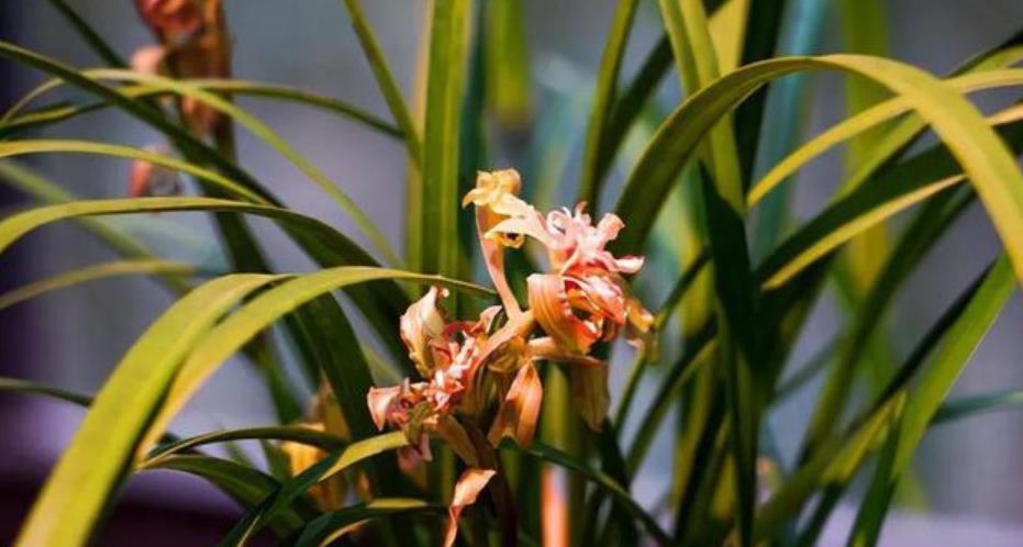 新手花友给兰花换盆,提前了解5个要点,根壮叶绿长势旺