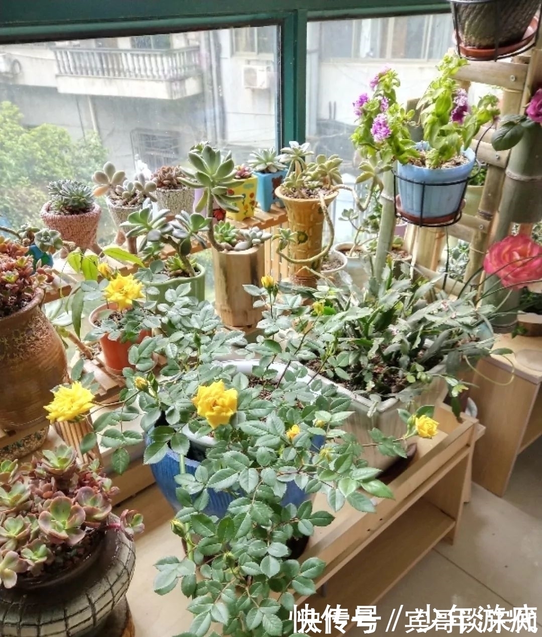 花园|养花技巧:客厅养一堆便宜花,一年四季开不停,没钱也能变花园!