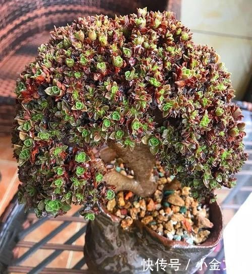 养肉的最高境界,多肉都缀化了,长成了小树桩,像极了孔雀开屏