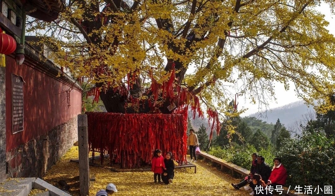  摄影|满地金黄 挥洒飞舞