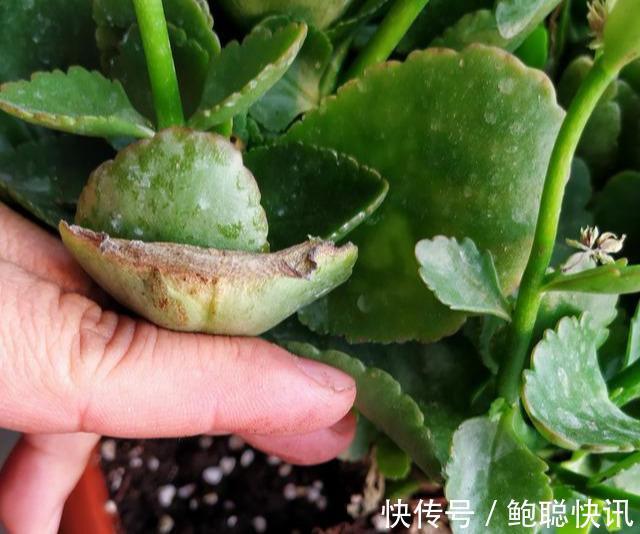 长寿花“半死不活”僵一年3点大营救,浇点促花肥,花苞挤满盆