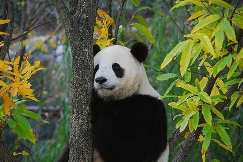 英雄,在奋斗中成长——喜读李蓬新著《熊猫蜀安》