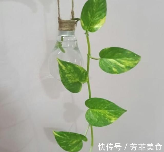 邻居|把灯泡拿去养花,挂在阳台上太好看了!真的太佩服邻居的脑洞