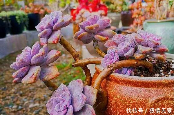 多肉养成“独杆司令”莫慌,做好这4步,侧芽猛长,爆盆不难!