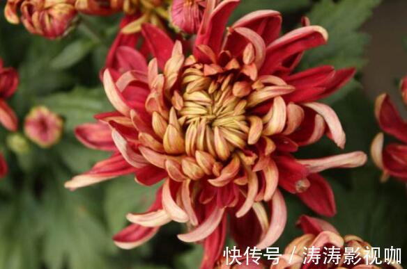 喜欢养花，不如养盆朱顶红，开花一朵“三色”超美超大气