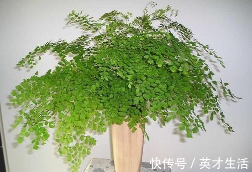 郁郁葱葱|几种耐阴花,最怕晒太阳,一晒就黄叶,看看你养了几种