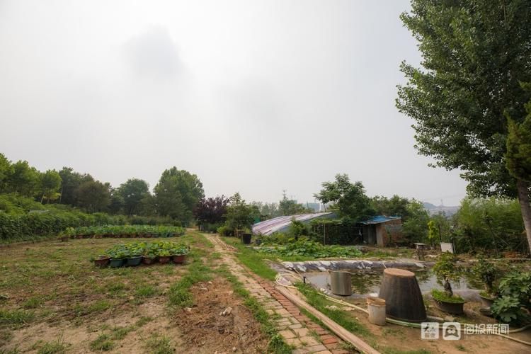 荷花|【组图】一人一狗一院花，济南大明湖35年“养荷人”的故事