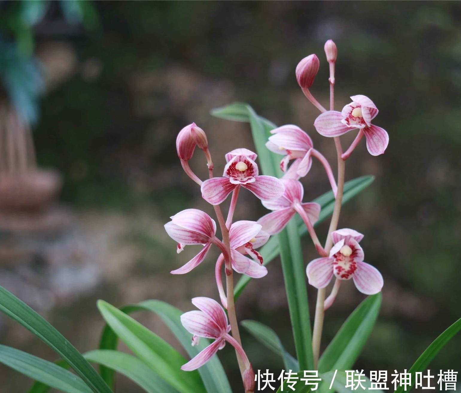 最有“爆发力”的兰花，12月火力全开，花色顶级，怎么看都觉得美