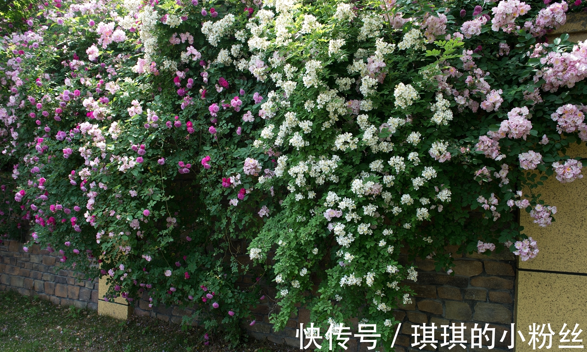 柳郎中#苏轼:心有猛虎,细嗅蔷薇