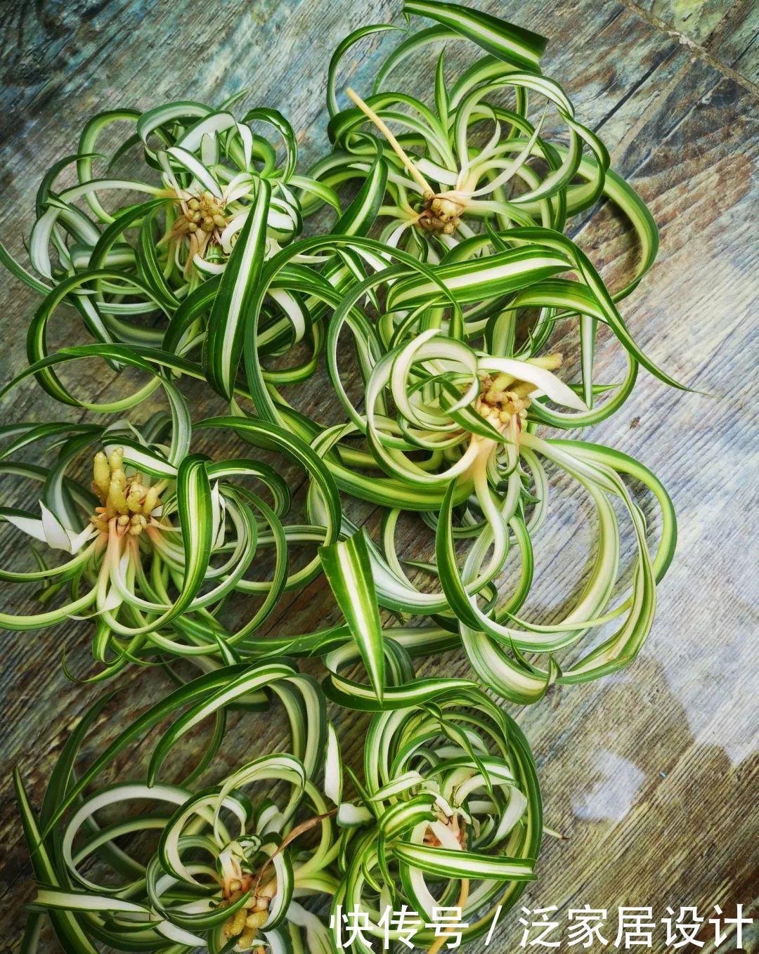 吊兰|很贵的“高档吊兰”,养起来太容易,现在沦为“白菜价”